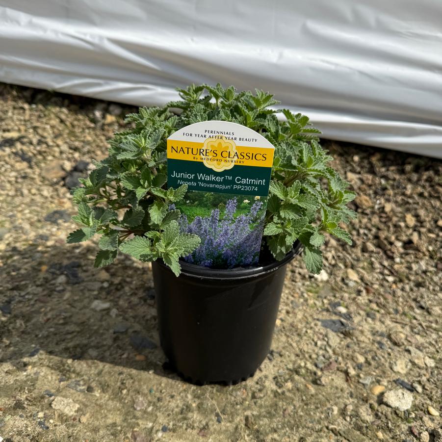 Nepeta x faassenii Junior Walker™ PP23074