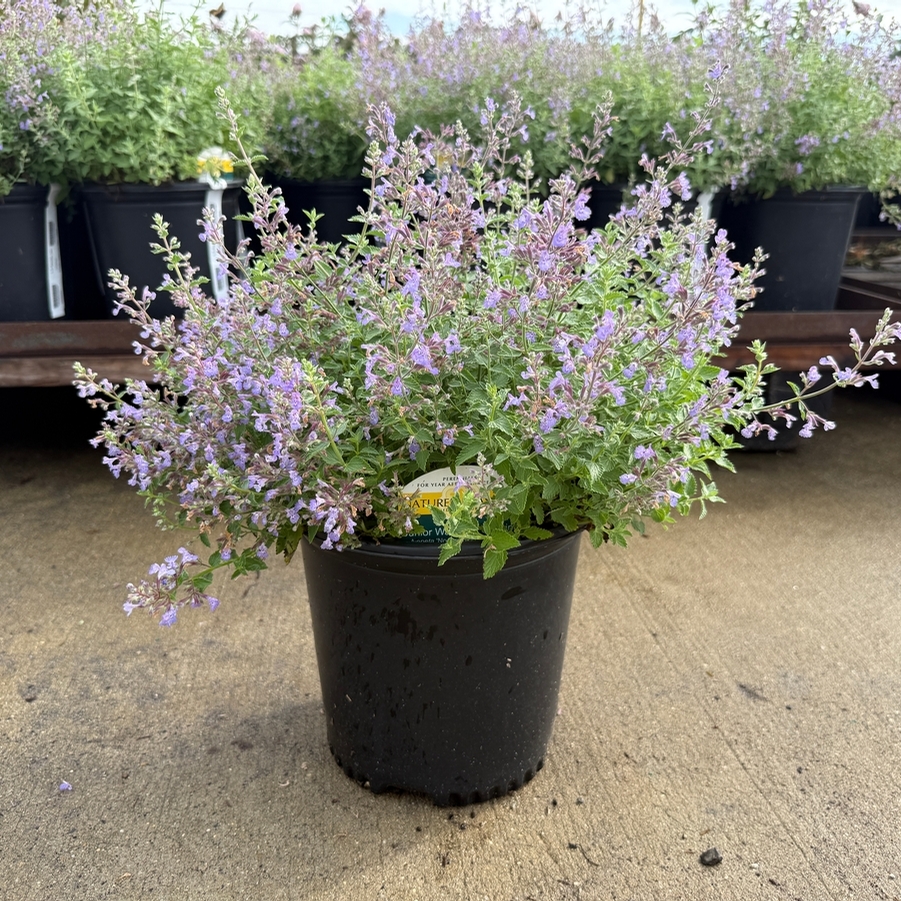 Nepeta x faassenii Junior Walker™ PP23074