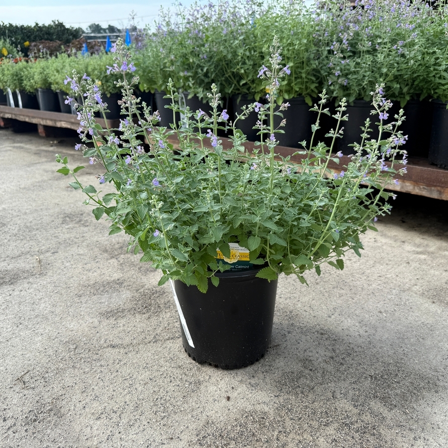 Nepeta x faassenii Walker's Low