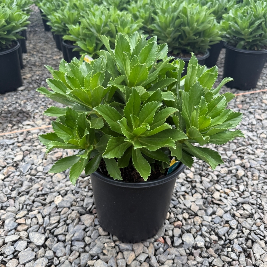 Nipponanthemum niponicum 