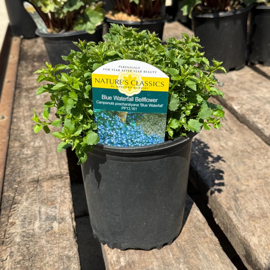 Campanula poscharskyana Blue Waterfall