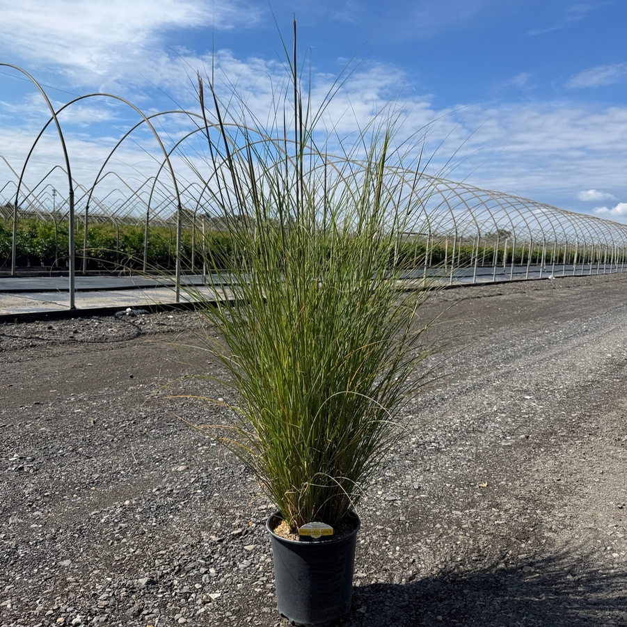 Miscanthus sinensis Scout™ PP30402