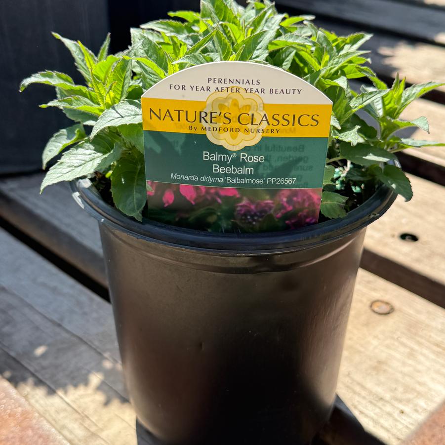 Monarda Balmy™ Rose PP26567