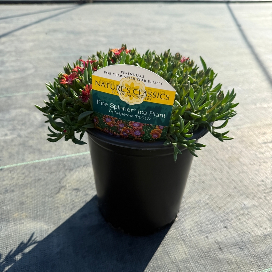 Delosperma Fire Spinner®