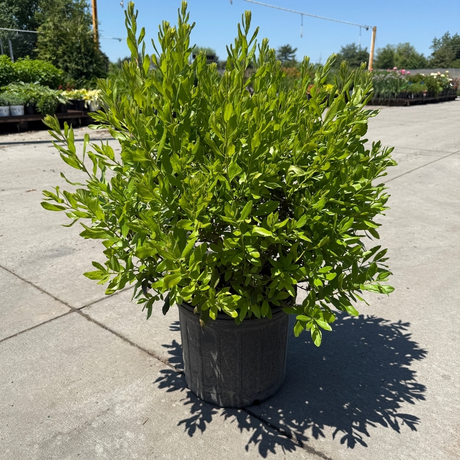 Myrica pensylvanica 