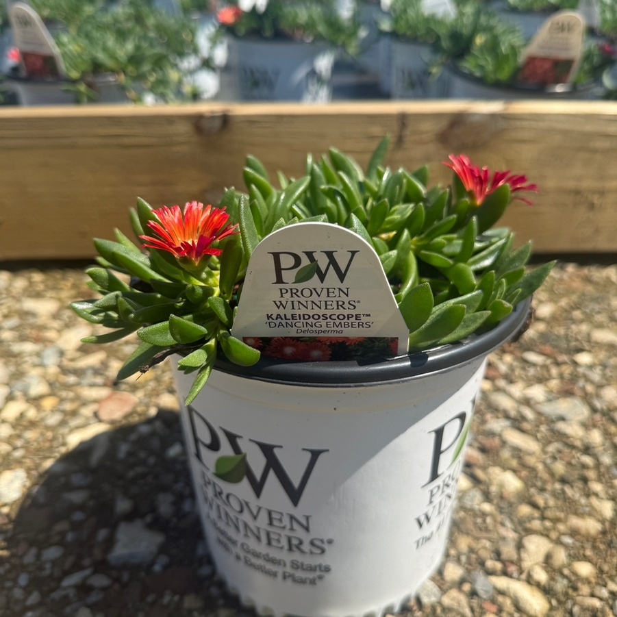 Delosperma Kaleidoscope™ Dancing Embers PPAF