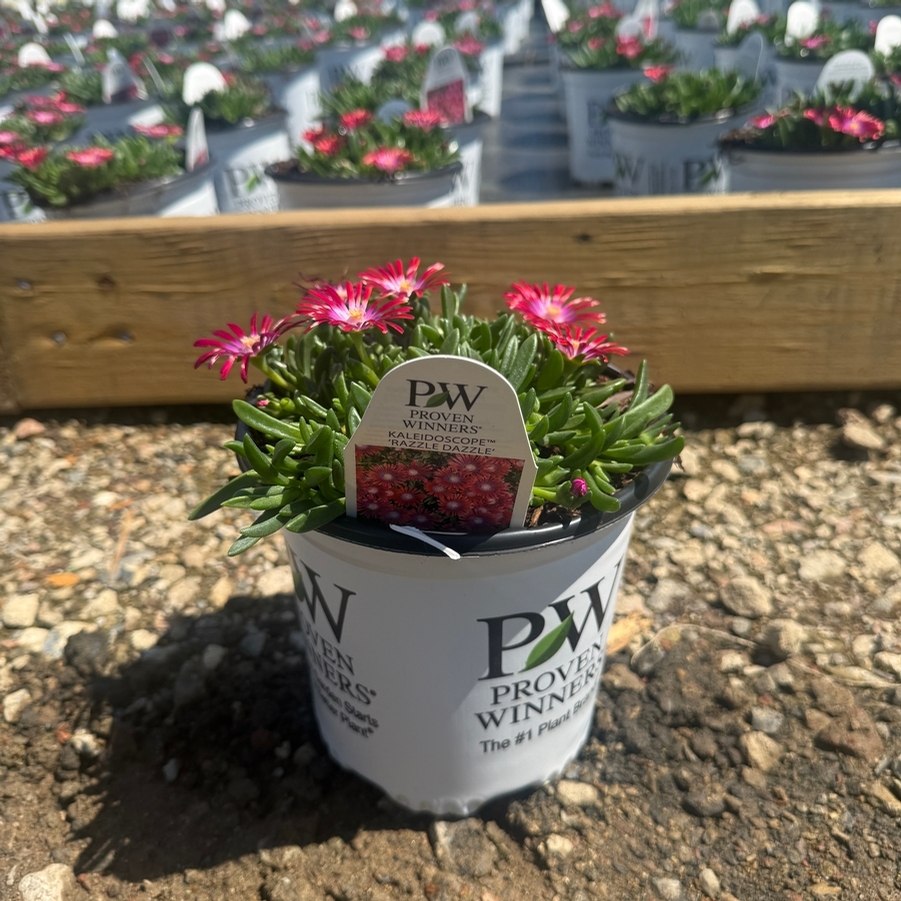 Delosperma Kaleidoscope™ Razzle Dazzle PPAF
