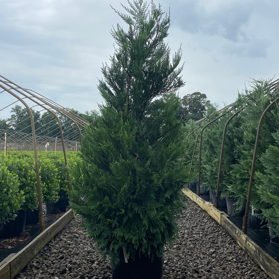 Cupressocyparis Leylandii 