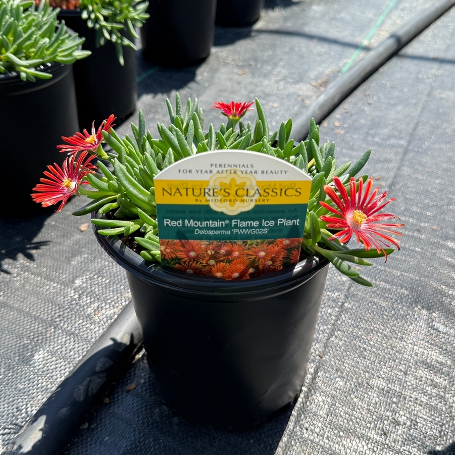 Delosperma Red Mountain® Flame
