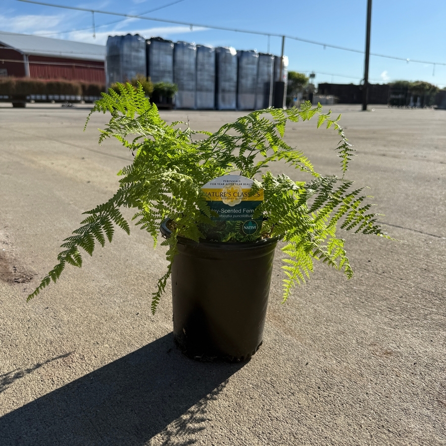 Dennstaedtia punctilobula 