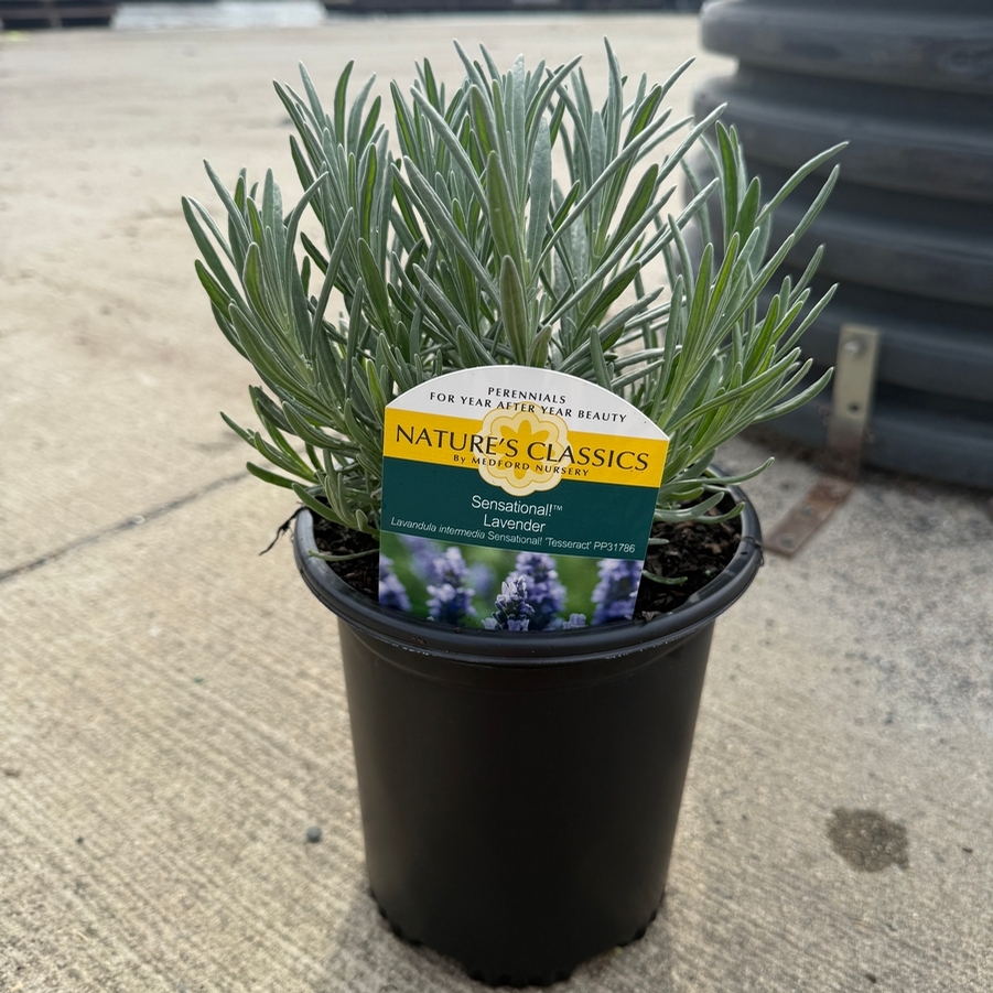 Lavandula x intermedia Sensational!®