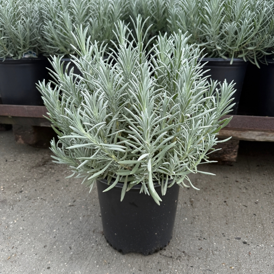 Lavandula x intermedia Sensational!®