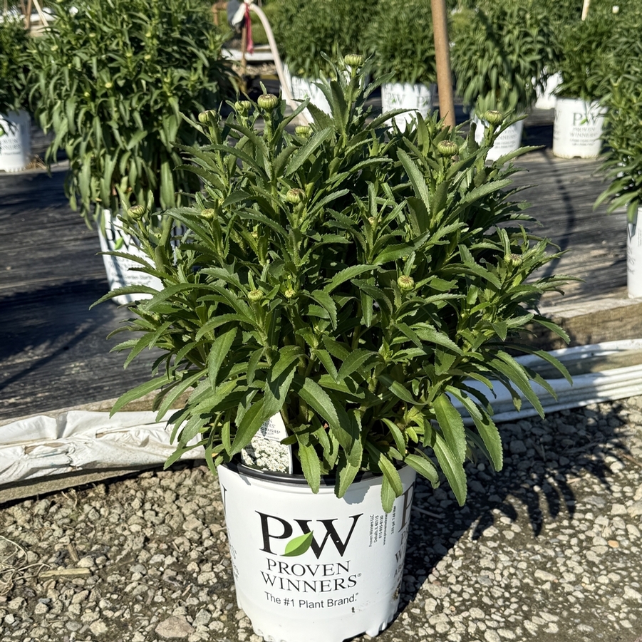 Leucanthemum Amazing Daisies® Daisy May