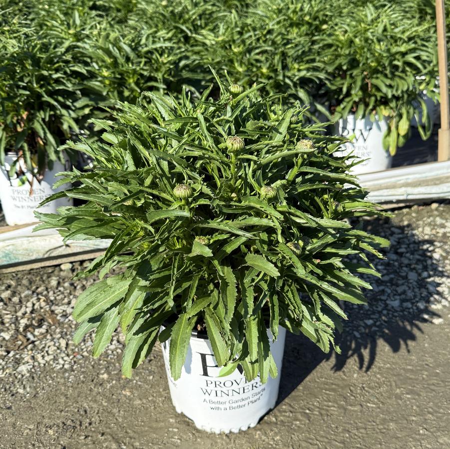 Leucanthemum Amazing Daisies® Marshmallow