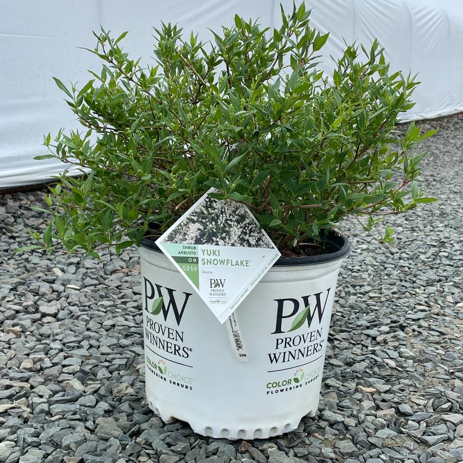 Deutzia Yuki Snowflake® PP25916