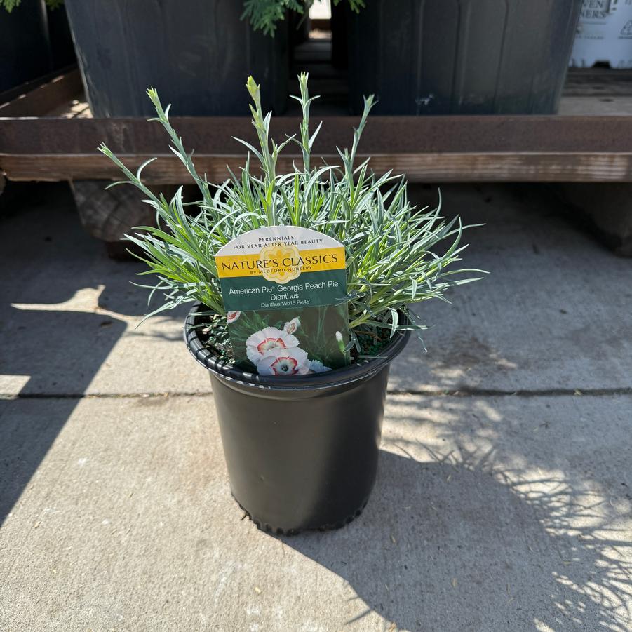 Dianthus American Pie® Georgia Peach Pie