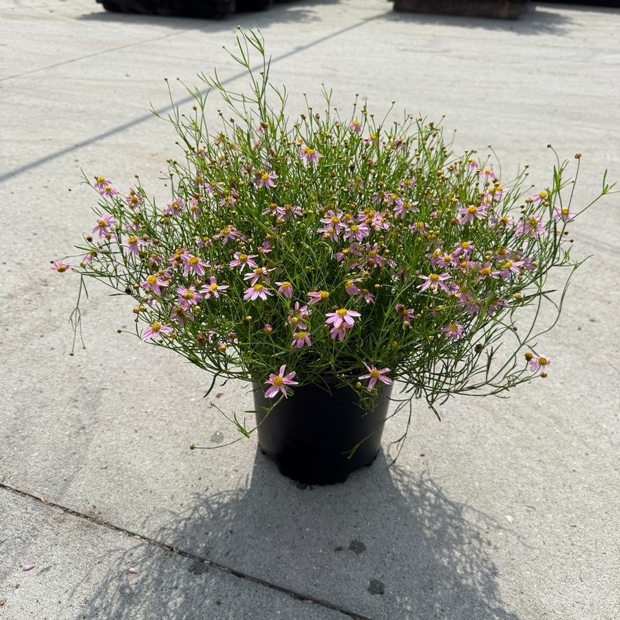 Coreopsis rosea American Dream