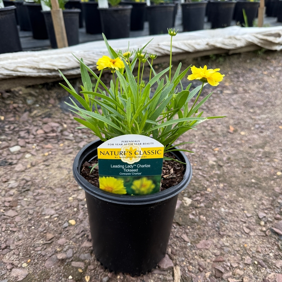 Coreopsis Leading Lady Charlize