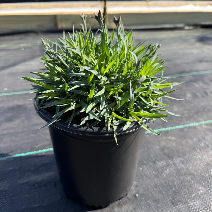 Dianthus Everlast™ Violet Blue PP33998