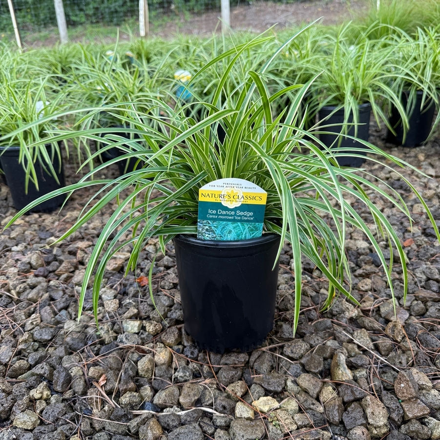Carex morrowii Ice Dance