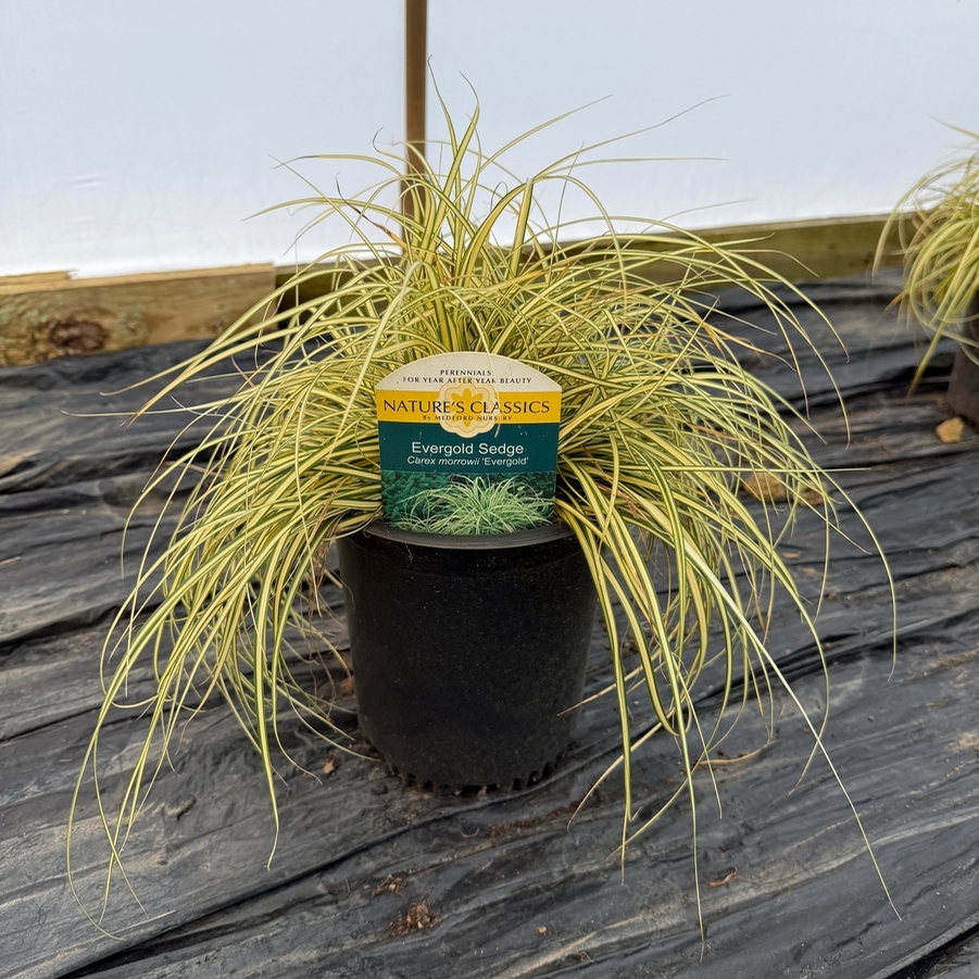 Carex oshimensis Evergold