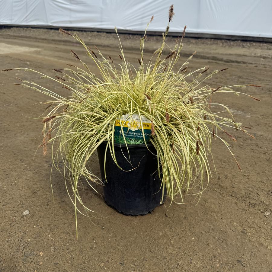Carex oshimensis Evergold