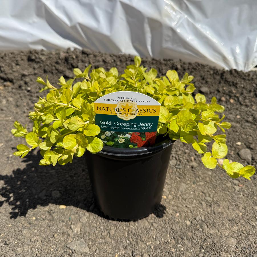 Lysimachia nummularia Goldi