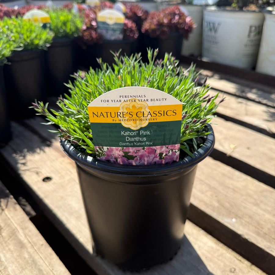 Dianthus Kahori® Pink