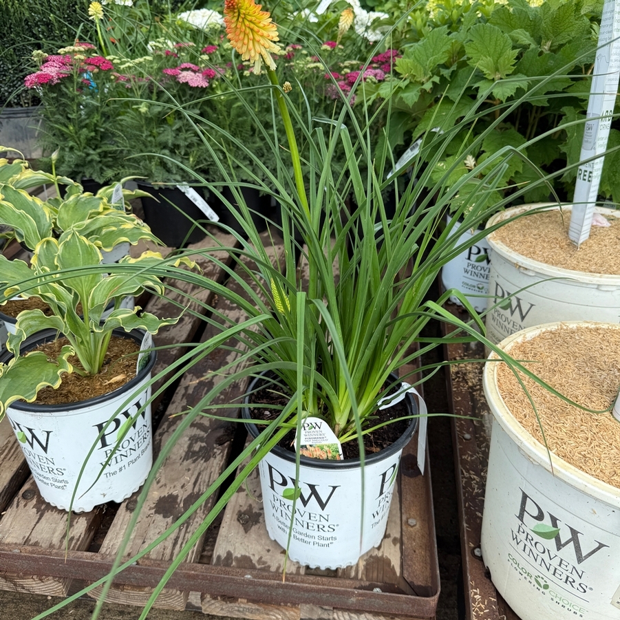 Kniphofia Pyromania® Hot and Cold PP31185