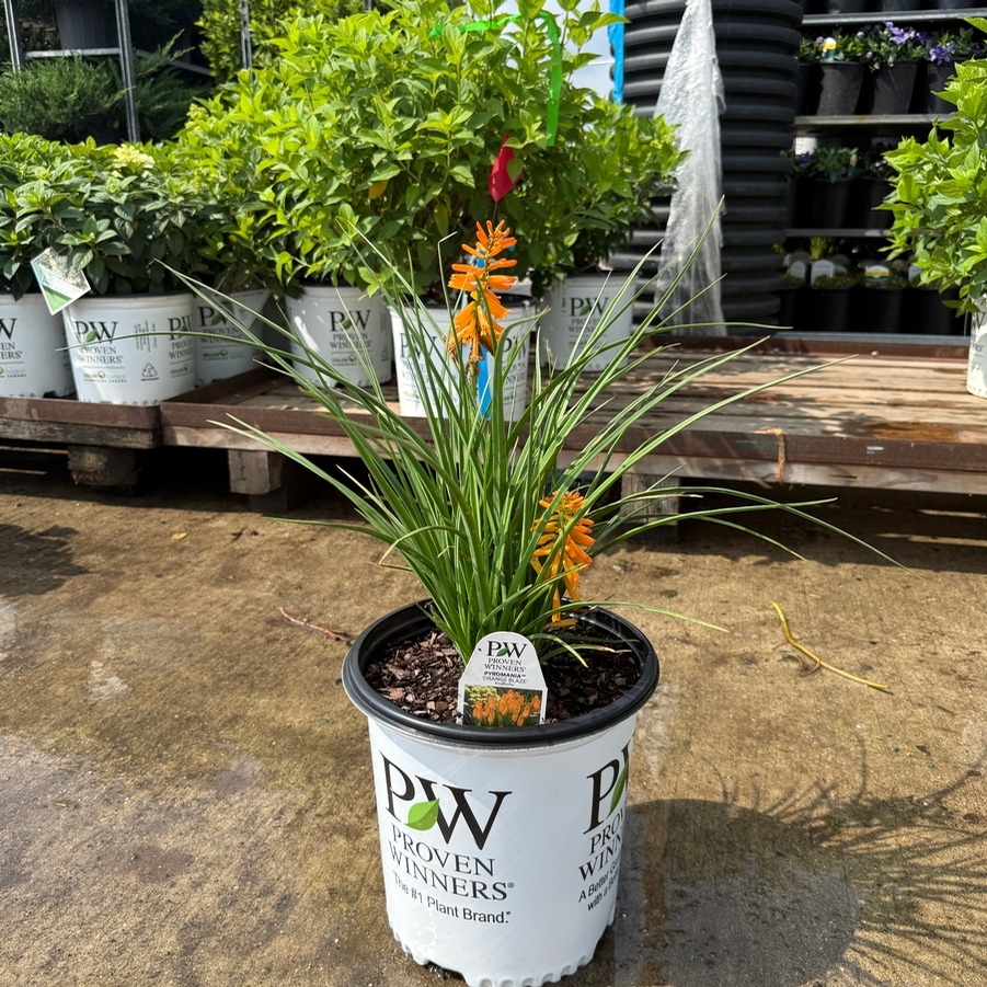 Kniphofia Pyromania® Orange Blaze