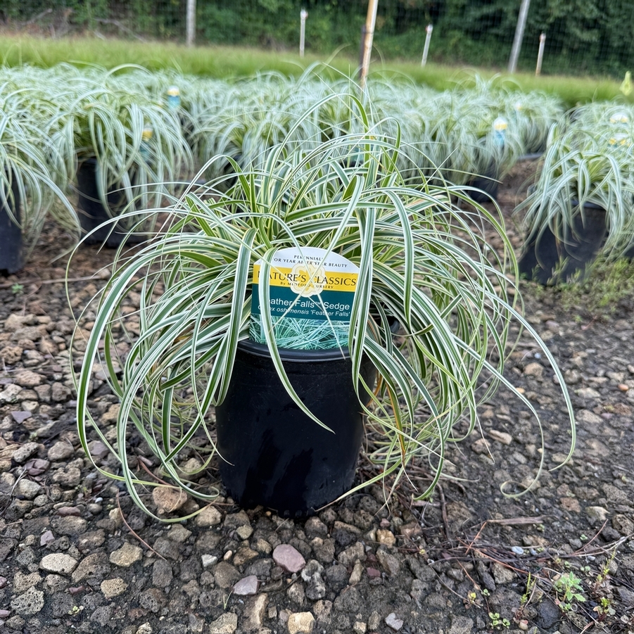 Carex Feather Falls