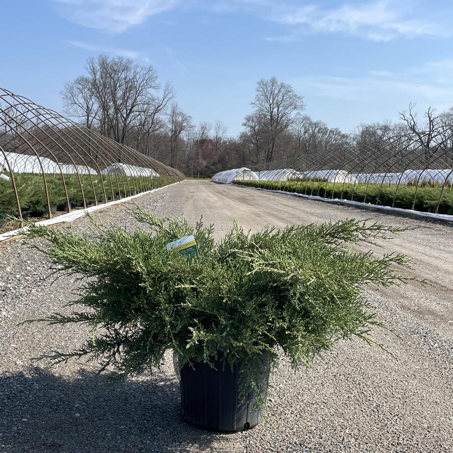 Juniperus chinensis Pfitzerana Glauca
