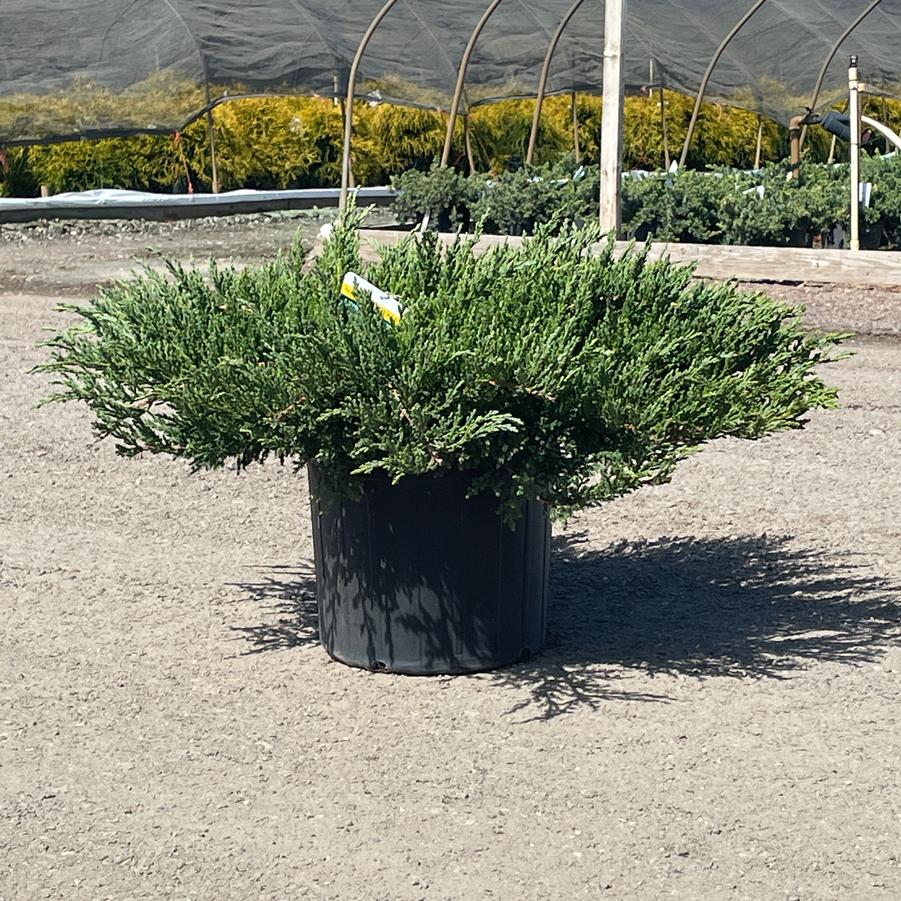 Juniperus chinensis var. sargentii Viridis