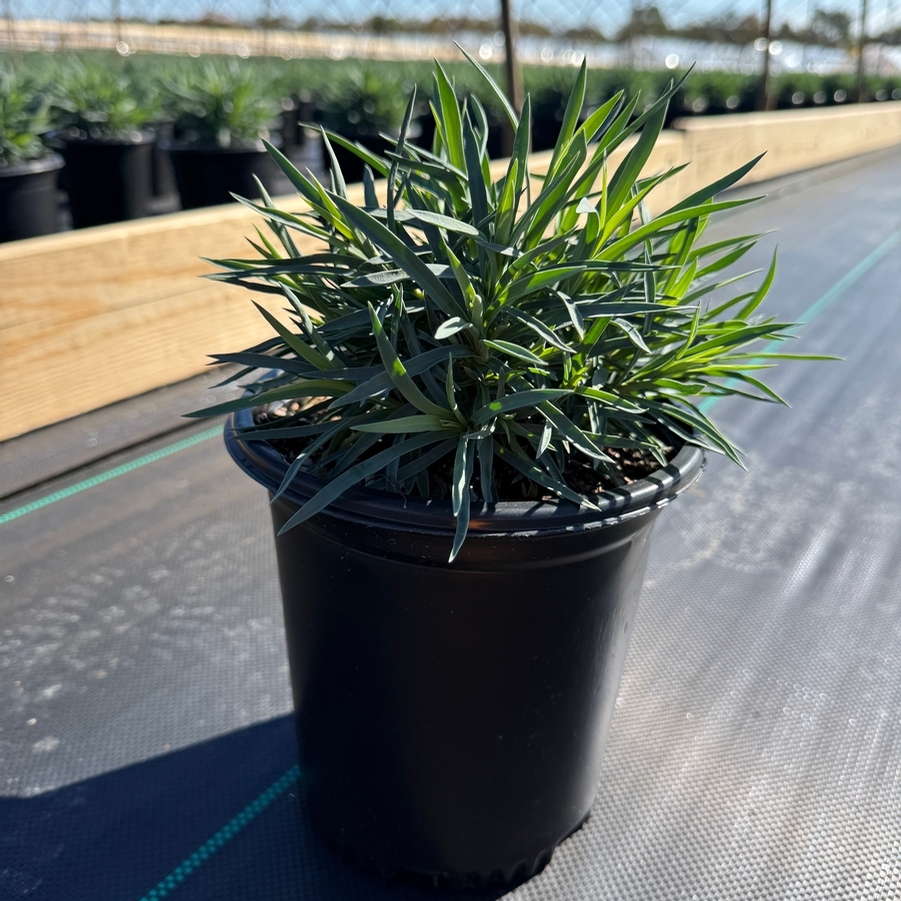 Dianthus Pretty Poppers® Appleblossum Burst