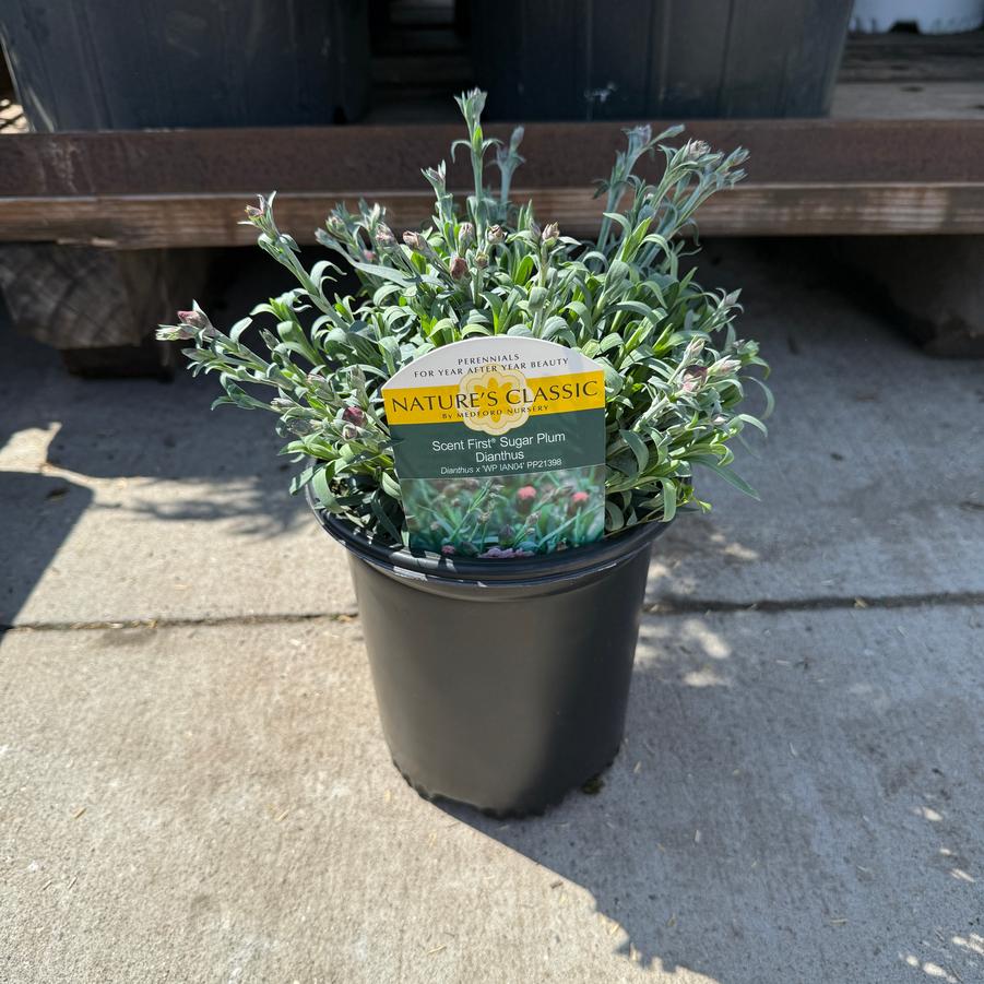 Dianthus Scent First® Sugar Plum