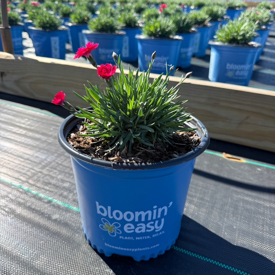 Dianthus gratianopolitanus Glamour Time™ PPAF