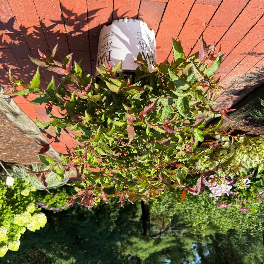 Diervilla sp. Kodiak® Red 2.0 PP35792