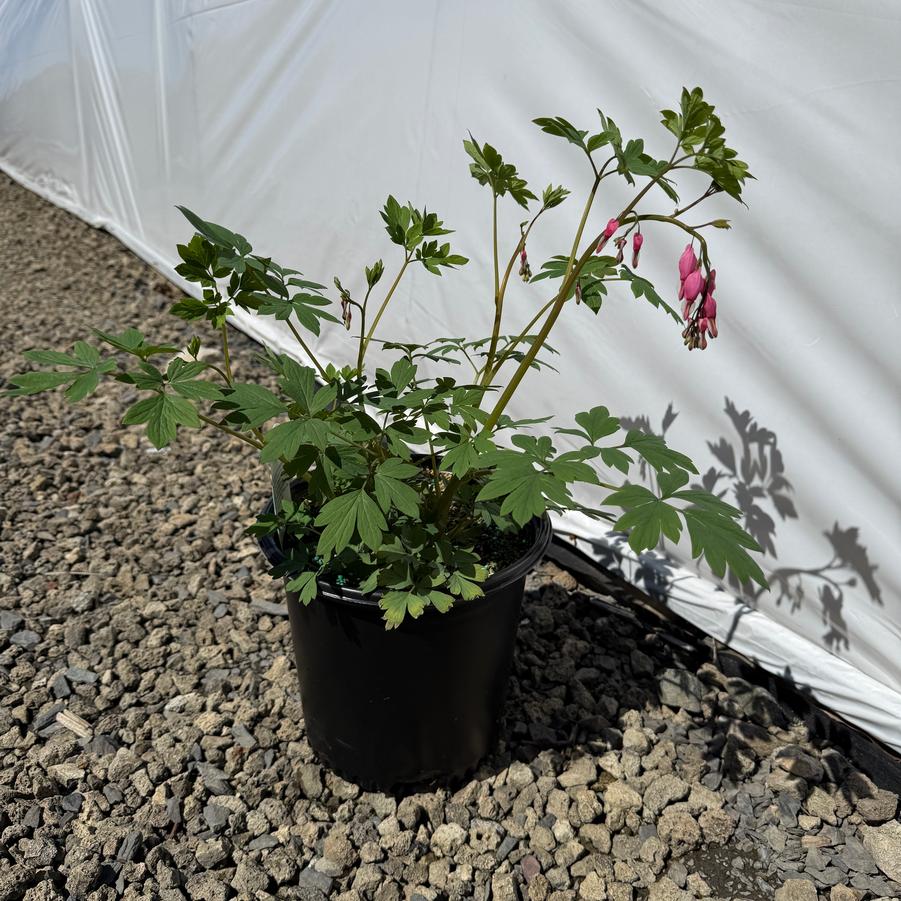 Dicentra spectabilis 