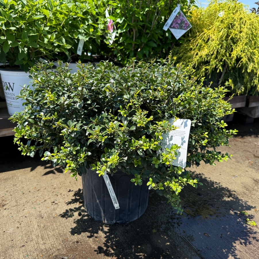Ilex crenata Green Luster