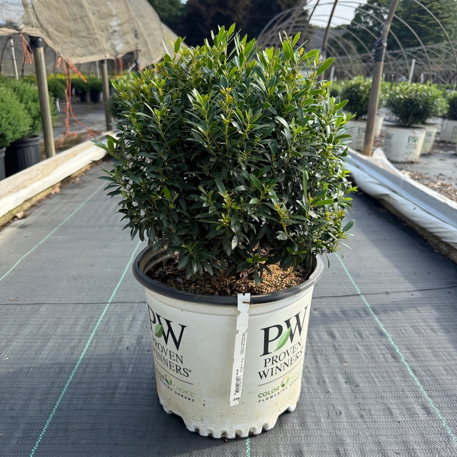 Ilex glabra Gem Box® PP27554