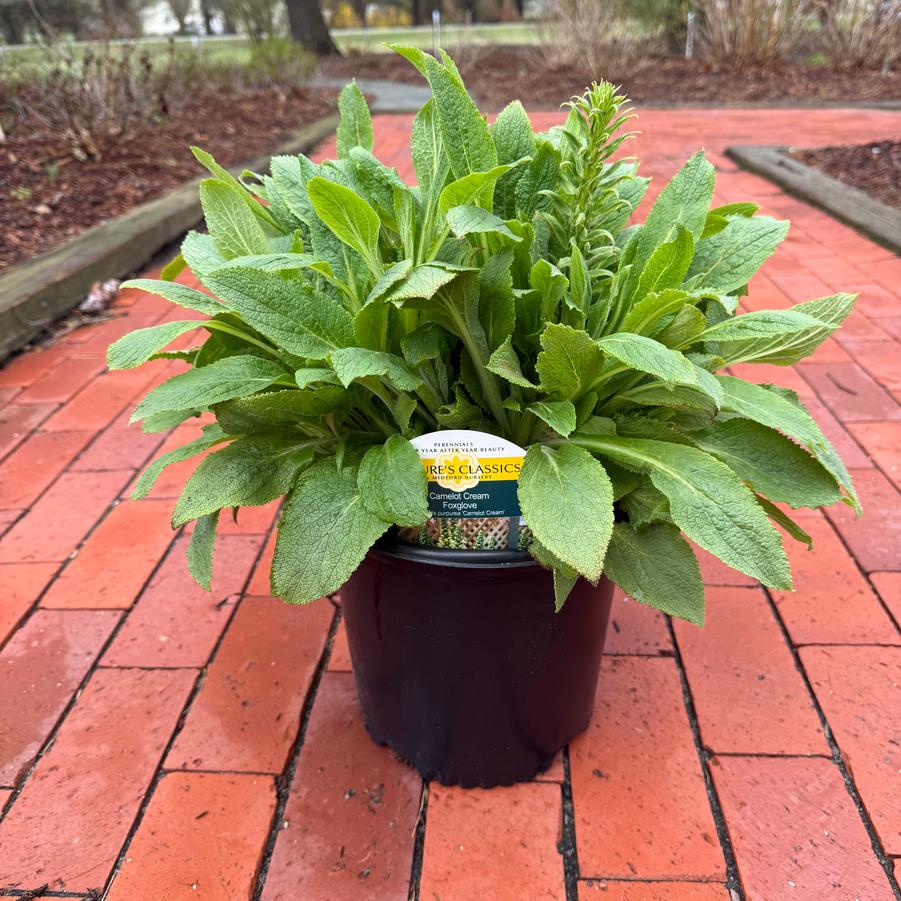 Digitalis purpurea Camelot Cream