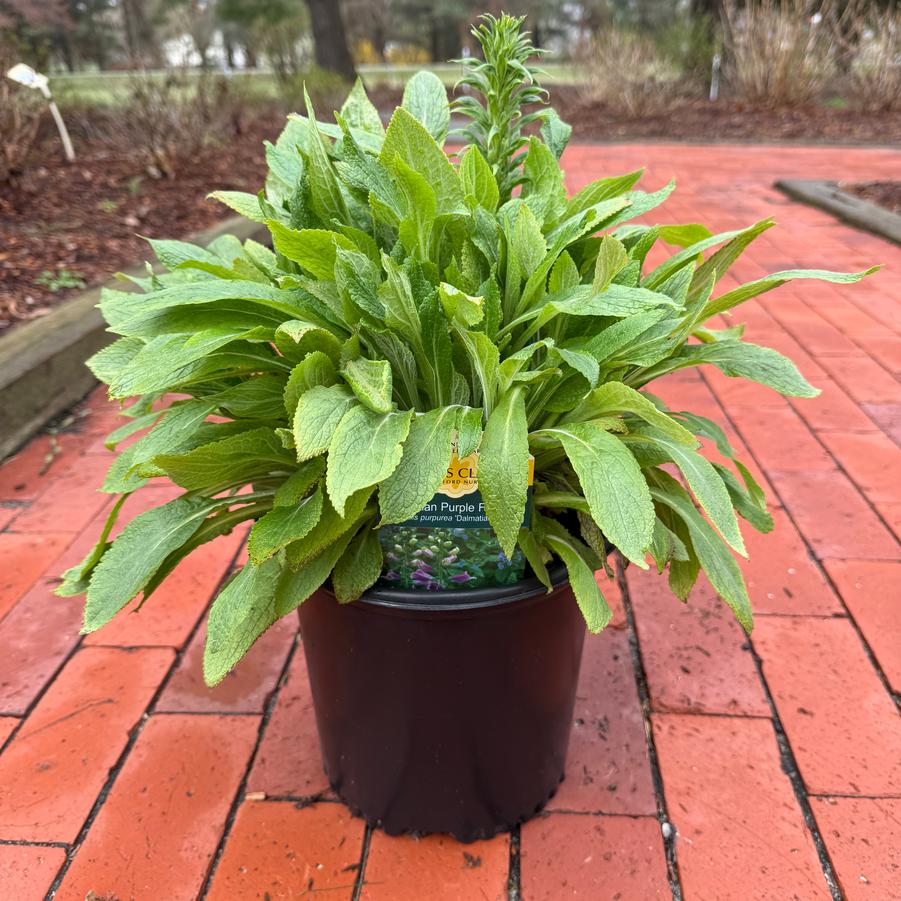 Digitalis purpurea Dalmatian Purple
