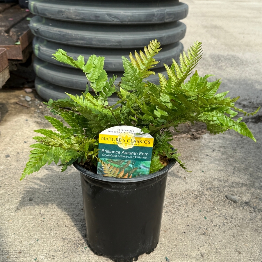 Dryopteris erythrosora Brilliance