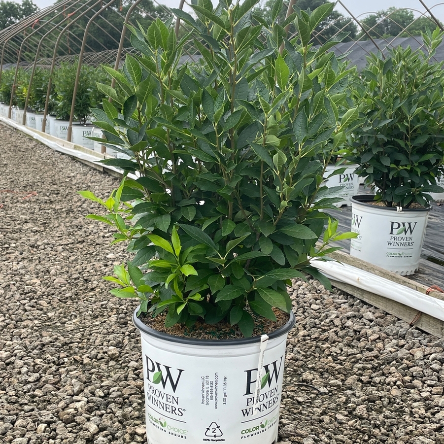 Ilex verticillata Berry Heavy® Gold