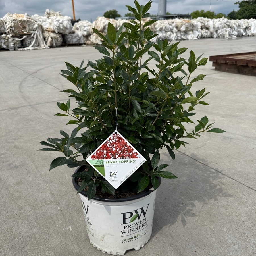 Ilex verticillata Berry Poppins® PP25835