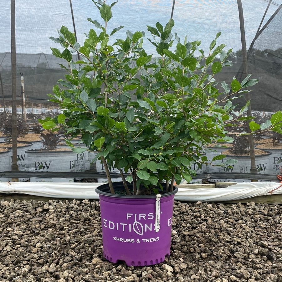 Ilex verticillata Wildfire