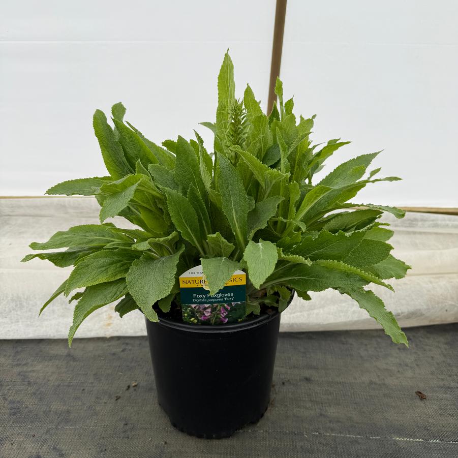Digitalis purpurea Foxy