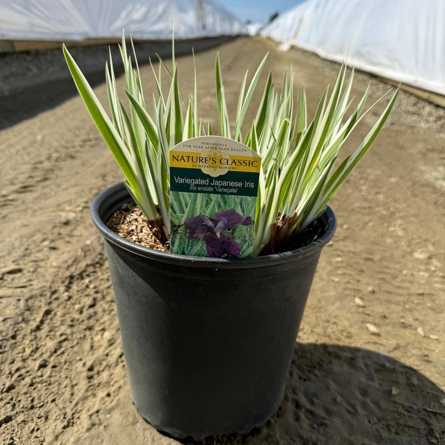 Iris ensata Variegata