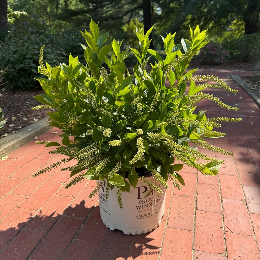 Itea virginica ('Sprich') Little Henry®