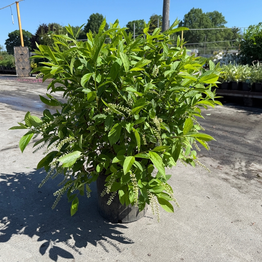 Itea virginica Henry's Garnet